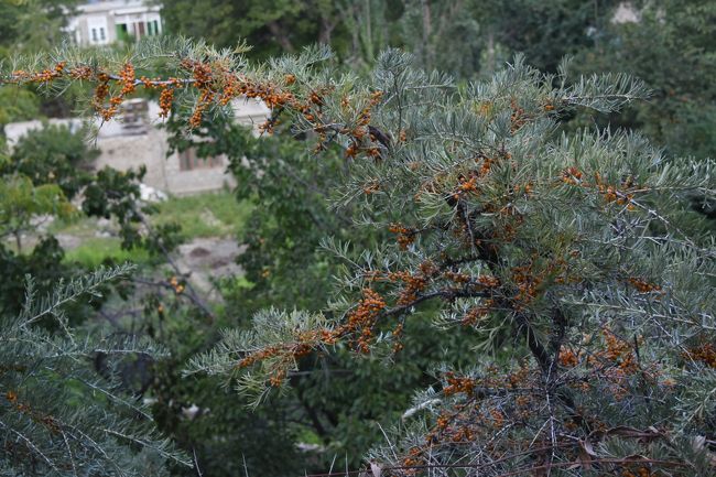 NO31<br />※これが、薬草の「シャジ」である。<br />※黄色の実がなっていた。<br />※パス―氷河(8/14)へ行く道中では、この「シャジ」がたくさん生えており、この木に襲われた(笑)。