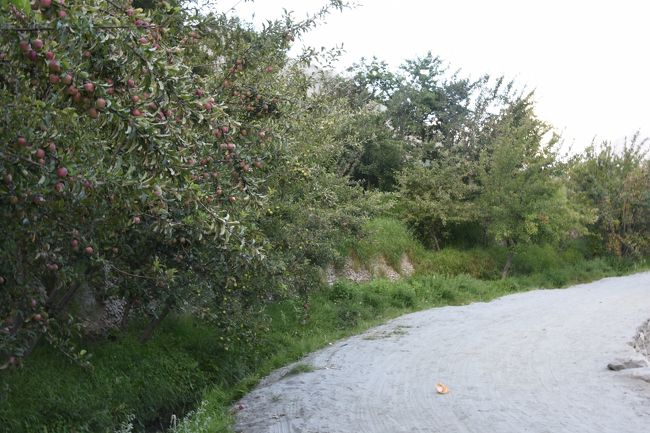 NO62<br />※水路道脇には、このような「リンゴ」の木があり、実がなっていた。