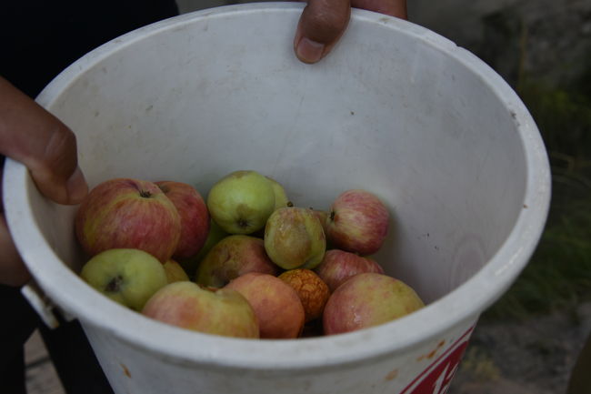 NO63 (8/12)<br />※道中、道路脇にある家の方から「リンゴ」を頂いた。美味しかったです～<br />※私共が「日本人」と知ってのうえで下さった。パキスタンは親日国家であり、特に長谷川学校の影響もあってか、非常に親切にしてくださった。