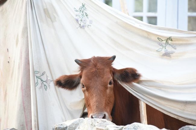 NO64  (8/12)<br />※水路道を歩いていると、突然テントの中から「牛」が顔を出した。<br />※「日本人」が珍しかったのかなぁ～