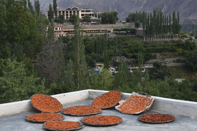 NO68　(8/12)<br />※杏子を屋上に干してあった。杏子は、丁度、今が採り時である。