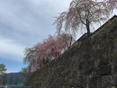 駅の観光案内所で情報を仕入れ、レンタカーを借りて移動開始。飯山で桜祭りが終わりがけ、飯山城址まだ桜あるかもということで、行ってみました。駐車場から石垣の上に桜が見えたらテンション上がりました。