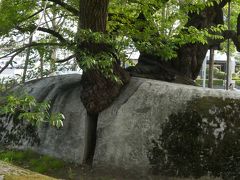 裁判所の中庭に植わっているのが、有名な石割桜。
盛岡八幡宮からそこそこの距離を頑張って歩いてきた訳は、宝塚ファンで最近見た雪組の「壬生義士伝」を気に入っていた奥さんのご要望があったから。盛岡藩の脱藩武士の生き様を描いた劇中、この石割桜が何度も登場したそうです。