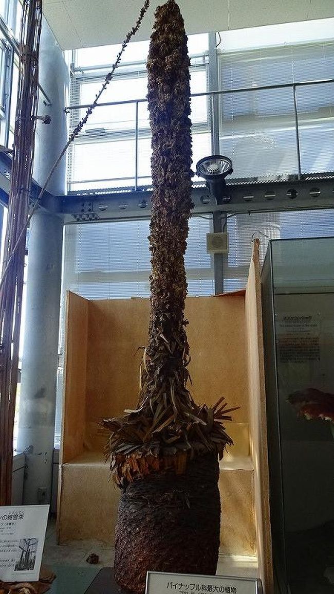 大阪市鶴見区 花博記念公園の咲くやこの花館へ その8 鶴見 城東 大阪 の旅行記 ブログ By Hn11さん フォートラベル 大阪市鶴見区 花博記念公園の咲くやこの花館へ その8 鶴見 城東 大阪 の旅行記 ブログ By Hn11さん フォートラベル