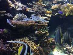 ラグーン水族館にも行きました！
綺麗なお魚がたくさん見られます