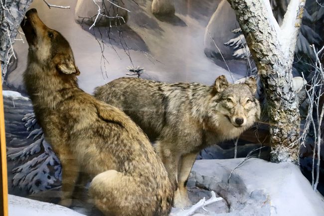 19年ベラルーシとモスクワ旅行2日目 4 国立歴史博物館 後編 戦禍のスケッチ展から伝統的な民族衣装や絵画展からベラルーシの豊かな動物相 ミンスク ベラルーシ の旅行記 ブログ By まみさん フォートラベル 19年ベラルーシとモスクワ旅行2日目 4 国立歴史博物館 後編 戦禍のスケッチ展から伝統的な民族衣装や絵画展からベラルーシの豊かな動物相 ミンスク ベラルーシ の旅行記 ブログ By まみさん フォートラベル