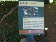 21番　ボールドウィン・ホーム　　ヒストリック・トレイル
Isabella Grapes Vitis Lablsuca
イザベラさんの植えた葡萄でしょうか?
判りません