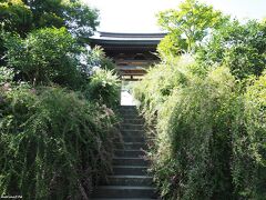 海蔵寺　門前の萩

石段の両側に茂る萩の花
毎年、萩の花が終わると刈り込まれますが、
しっかりと伸びるものなのですね。
