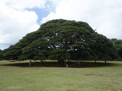 モアナルア ガーデンの、この木なんの木。