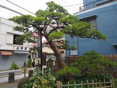 「品川宿の松」と命名された松。
昔からここにあったわけではなく、浜松から寄贈されたそうです。
まぁ街道っぽい雰囲気出すために、ここにある感じですね。