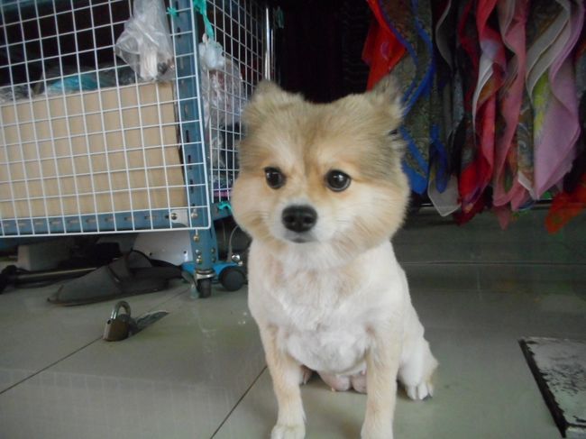 カオサン犬<br />