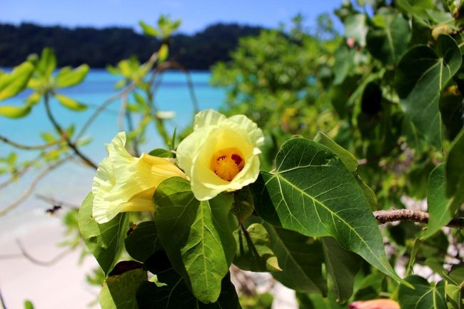 ☆Beach Hibiscus , Ao Reli Bagu Beach , Koh Adang @ Mu Koh Lipe Thai<br /><br />上記のオオハマボウは低い位置に花が咲いていなかったので<br />一昨年ラウイ島で撮った花をご覧下さい。<br />花色は黄色がほとんどですがオレンジ色もあります。<br />黄色い花でも蕾や落下した花はオレンジ色です。<br />南国のビーチでは特段珍しい花ではありませんが<br />塩害に強いので防風林に利用されたり、<br />葉っぱは大振りで香りがいいので<br />柏餅の葉っぱのような使い方もされます。