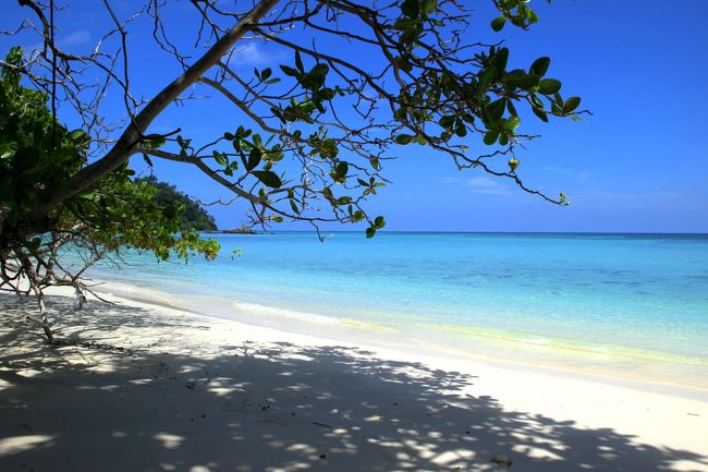 ☆Ao Reli Bagu Beach , Koh Adang @ Mu Koh Lipe Thai<br /><br />こちらの木はAo Reli Bagu Beachで植生でオオハマボウと勢力を二分する<br />モモタマナ。<br /><br />◎モモタマナ(桃玉名/シクンシ科モモタマナ属)、タイ名(フー クワン)<br />琉球列島、小笠原諸島、東南アジアの海岸沿いに広く分布。<br />乾季(寒季)に紅葉、落葉、新芽が同時に進行します。