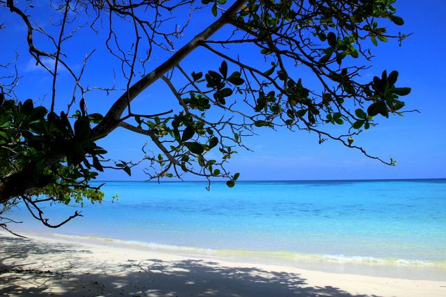 ☆Ao Reli Bagu Beach , Koh Adang @ Mu Koh Lipe Thai<br /><br />モモタマナはアーモンドのような形の実がなるので<br />英名では “Tropical Sea Almond Tree”と言うそうです。<br />沖縄ではコバテイシ（ 枯葉手樹 ）とかクワーディサーと言うそうです。