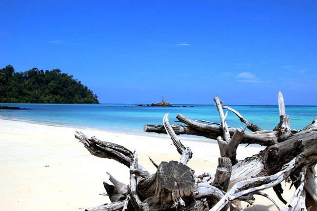 ☆Ao Reli Bagu Beach , Koh Adang @ Mu Koh Lipe Thai<br /><br />大きな流木のようにも見えますが<br />今でもこの場所でしっかり根を張った切り株です。<br />５年前までは枝葉がありかろうじて生きていましたが。<br />４年前に完全に枯れてしまいました。<br />地球温暖化でビーチが浸食されてきたからなのか、<br />はっきりとした原因は分かっていません。<br />