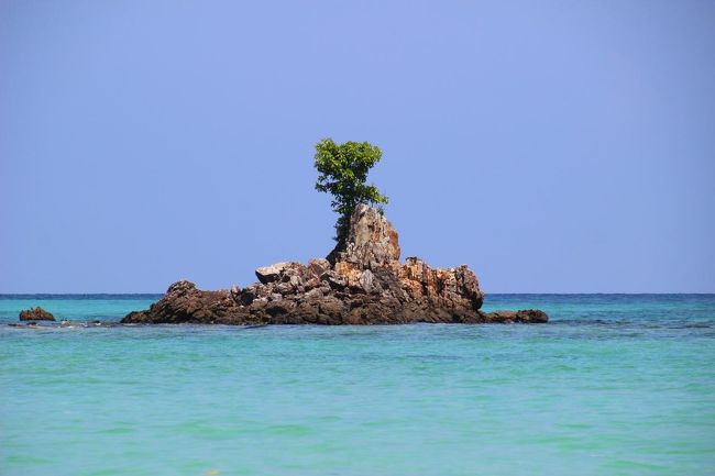 ↑　Ao Reli Bagu Beach , Koh Adang @ Mu Koh Lipe Thai (2018/2撮影)<br /><br />小島には１本だけイチジクの仲間の木が生えています。<br />雨が多い年は葉が青々と茂っていますが<br />通常乾季になると雨は殆ど降らないので落葉してしまいます。<br />