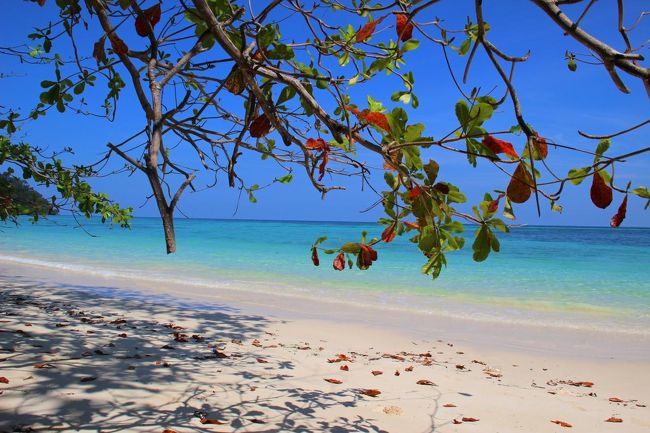 ☆Ao Reli Bagu Beach , Koh Adang @ Mu Koh Lipe Thai　(2018/2撮影)<br /><br />この写真は昨年のモモタマナ。<br />葉の一部が紅葉しています。<br />乾季になり雨がほとんど降らなくなると一部の葉が紅葉します。<br />今年は紅葉した葉は見られなかったので<br />雨がけっこう多かったのでしょう。<br /><br />