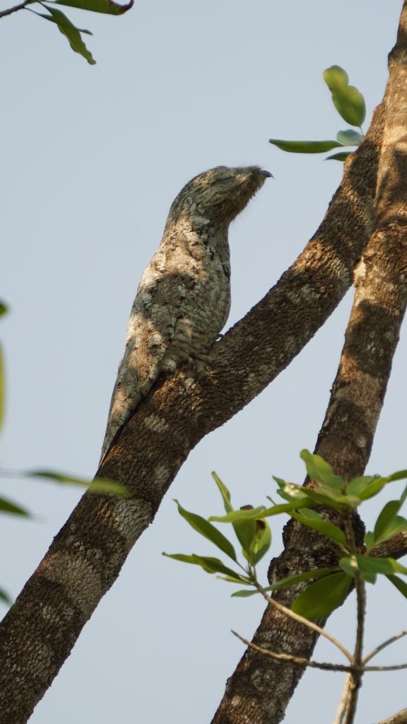 ブラジル パンタナールの大自然で野鳥 動物観察 最初のロッジpouso Alegre周辺は野鳥の宝庫 北パンタナール ブラジル の旅行記 ブログ By Polodaddyさん フォートラベル ブラジル パンタナールの大自然で野鳥 動物観察 最初のロッジpouso Alegre周辺は野鳥の宝庫 北パンタナール ブラジル の旅行記 ブログ By Polodaddyさん フォートラベル