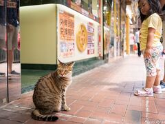 北角に移動して猫ちゃんに遭遇