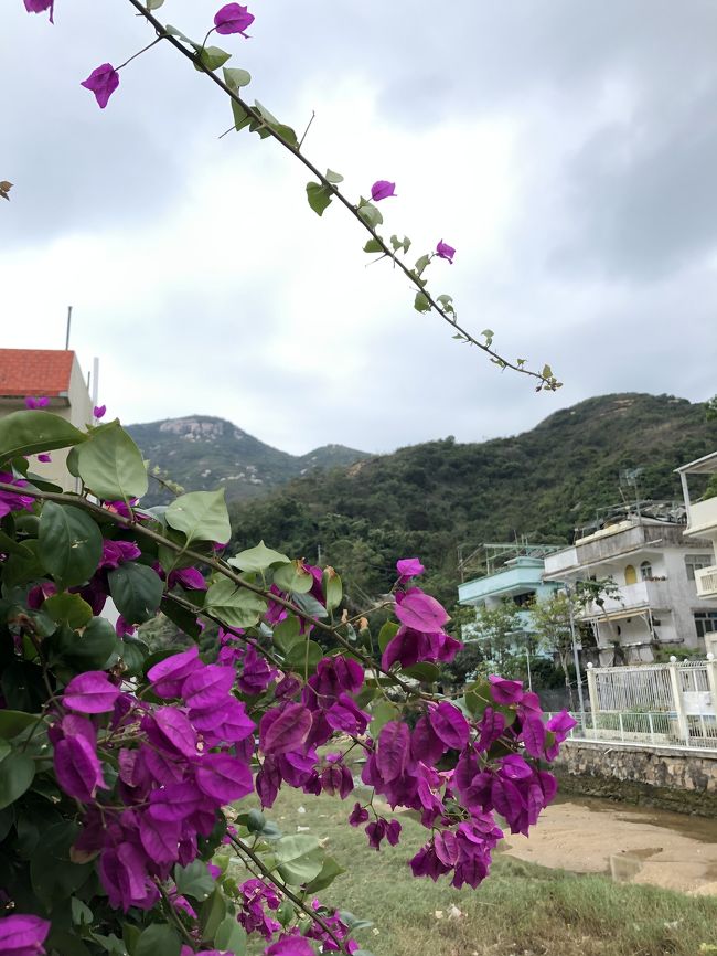 お花の色も、さすが香港です。暑い…。