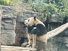 動物園内にはパンダは５頭だけだそうです。
以前は３０頭近く居たものが「海外出張」に出て「外貨獲得」に努めているのだそうです。

人手が足りないのか、汚い。。。