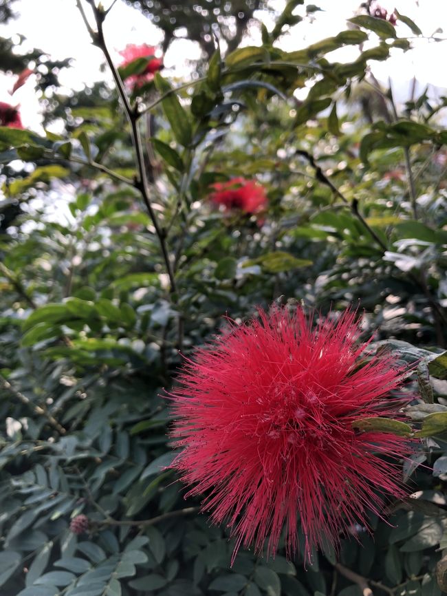 綺麗なお花も咲き乱れてる。