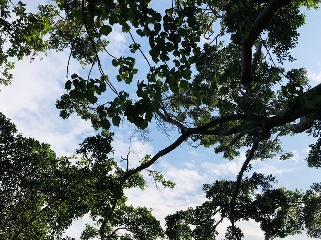 木のトンネルをくぐって、結局また上へ上へ丘を登り、廟があったのでお参りする。