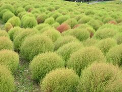 国営ひたち海浜公園・・・四季折々の絶景に出会える広大な花の楽園

まだ緑コキアの時期でしたが、ひたちなか海浜鉄道阿字ヶ浦駅から無料のシャトルバスに乗り来園

期間限定のフードフェスタも開催されていて、広い園内でサイクリング楽しむこともできます