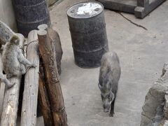 【ここは、ペンギンが空を飛ぶ動物園】

サル達も、イノシシが近づくと、超・警戒しています～

他の動物と同居することで、グループに緊張が埋めれて良いんでしょうか？...