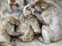 【ここは、ペンギンが空を飛ぶ動物園】

うわっ....