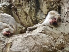 【ここは、ペンギンが空を飛ぶ動物園】

家族の前では、いつも、こ～んな様子....