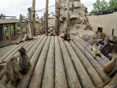 【ここは、ペンギンが空を飛ぶ動物園】

私も家にいるときは.....