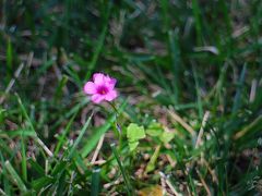 宿の前庭の芝生に、ちっちゃくて可愛いピンクのお花がけなげに咲いていたのでパチリ☆