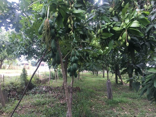 マンゴーとパパイヤもたくさん