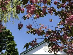 旧北海道庁の建物前には、八重桜がまだ咲いていました！