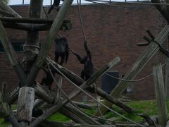 この日は動物園でゆっくり過ごす予定が雨の影響であまり動物たちの活動が見られ無さそうだったので、早めに園内を一周回ることにしました。