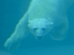 【ここは、ペンギンが空を飛ぶ動物園】

泳いでいます～