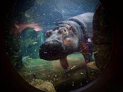 【ここは、ペンギンが空を飛ぶ動物園】

確かに、あんま見る機会ないよねぇ...