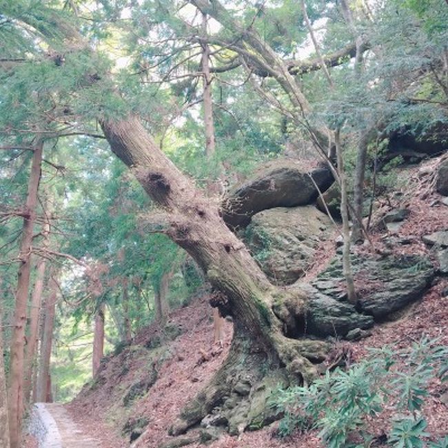 青石 庭石 亀石 28cm