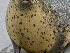 【ここは、ペンギンが空を飛ぶ動物園】

申し訳け無さそーに....