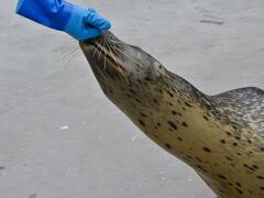 【ここは、ペンギンが空を飛ぶ動物園】

すごく慣れているアザラシなのか.....