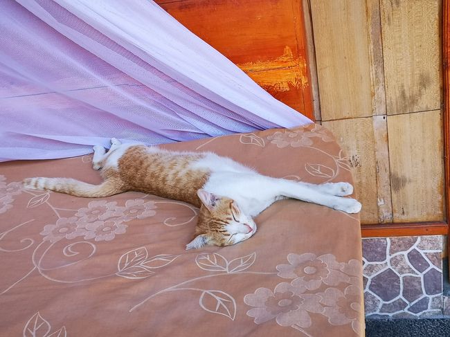 のびのーーーーーび(=^・^=)<br /><br />誰も追い払ったりしませんよ(^^)/