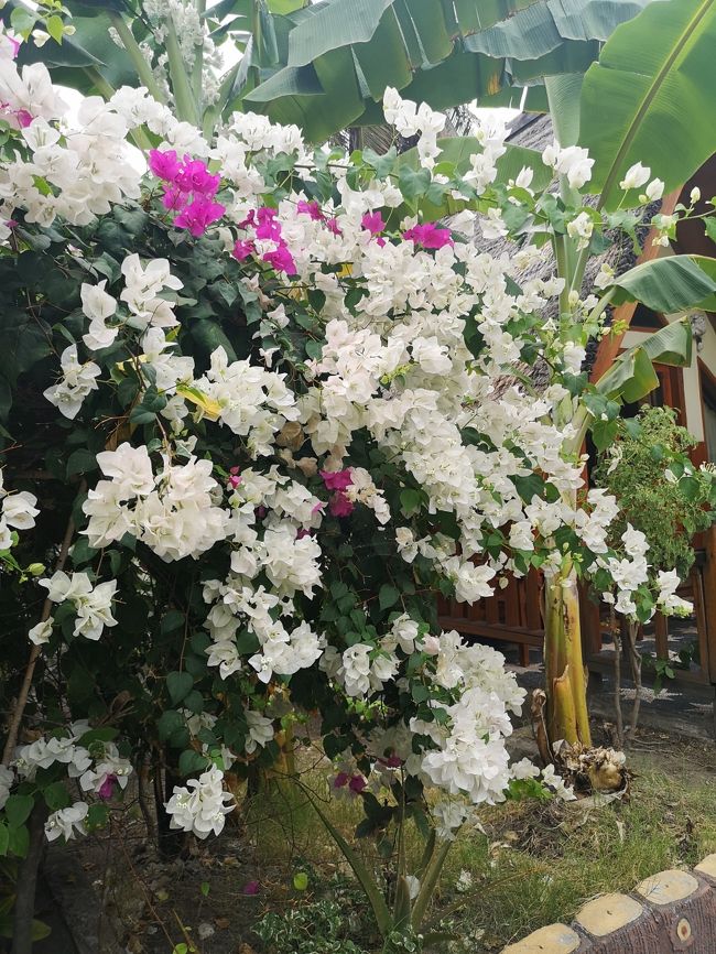 見事にお花咲かせています。<br />敷地の奥は地震で壊れた建物撤去＆新築工事が進んでいます。