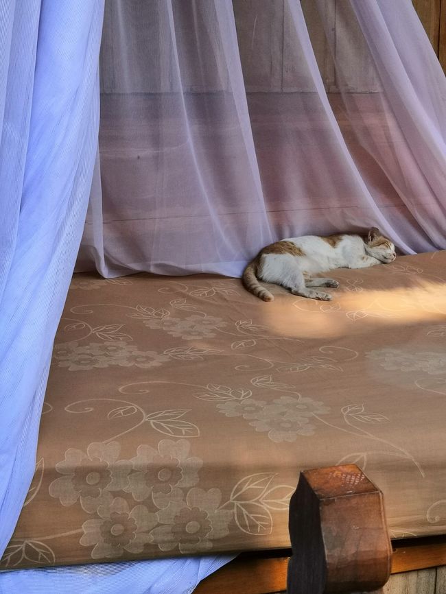 誰かのお部屋のデイベッドにニャンコ(=^・^=)