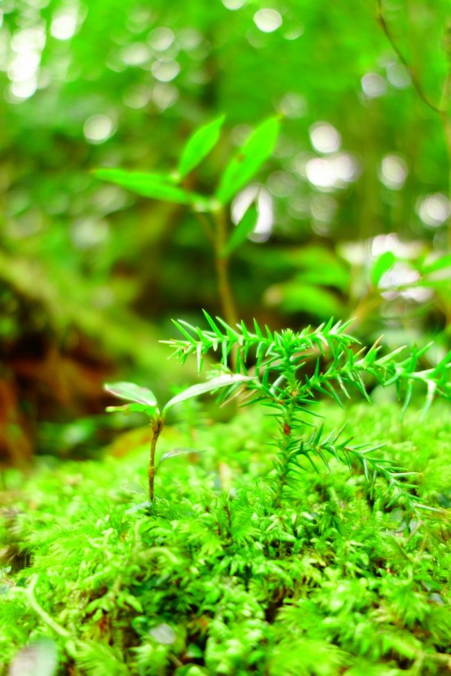 苔の森 屋久島へ 島内１周観光編 屋久島 鹿児島県 の旅行記 ブログ By Sachikoさん フォートラベル