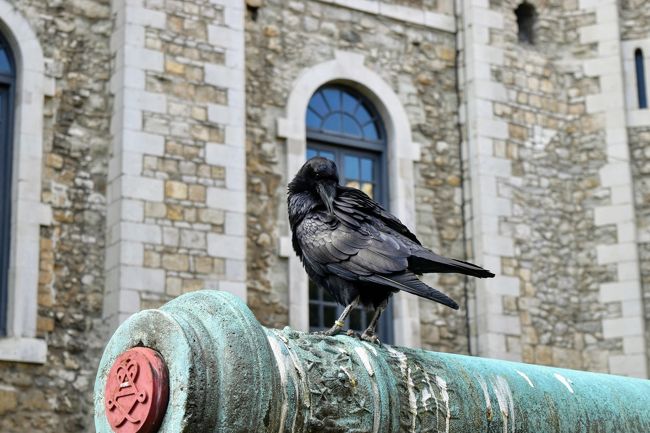 「ロンドン塔からカラスがいなくなると崩壊する」という言い伝えがあるようで、カラスが放し飼いになっている。