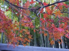 天龍寺の庭園の裏に、有名な蘇我野竹林の道があり、紅葉とのコントラストが綺麗でした。