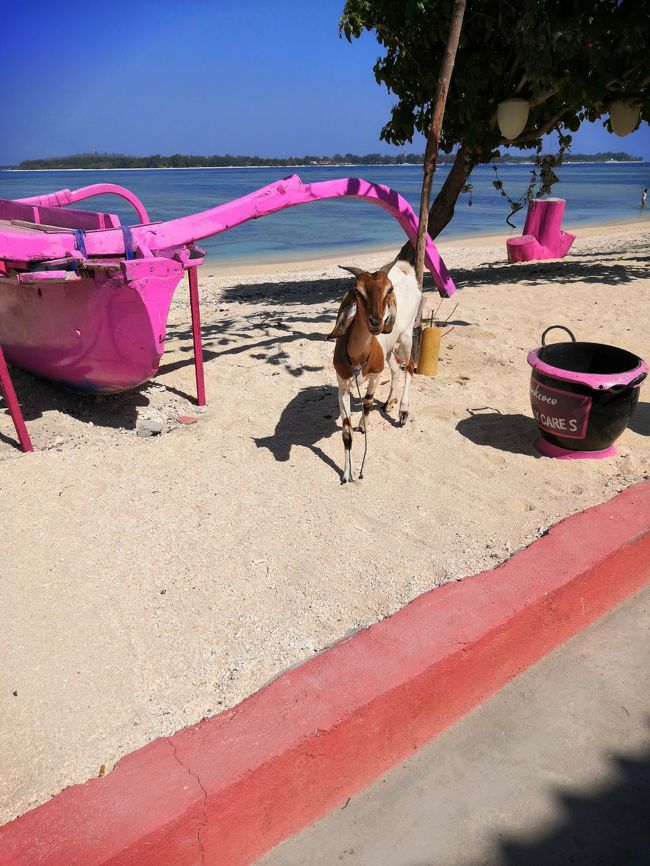 ピンクココのあたり