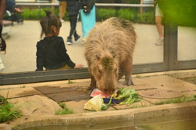 2019 9 13 14 上野動物園とお台場 その１ 生まれてはじめてパンダを見た 上野 御徒町 東京 の旅行記 ブログ By まるなさん フォートラベル