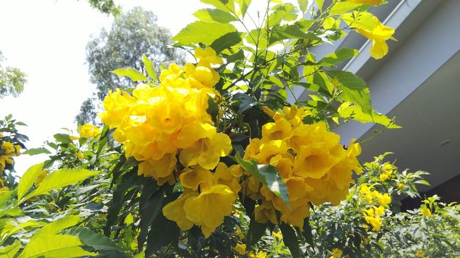 園内はお花もいっぱい咲いております♪